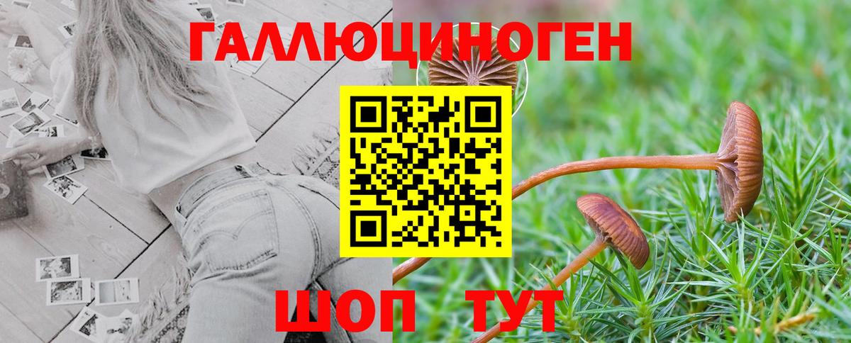 Псилоцибиновые грибы Psilocybine cubensis Елизово